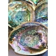 thumbnail image 4 of IMPERFECT Vibrant 6"-6.5" Large Abalone Shells, Discounted!, 4 of 10