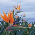 thumbnail image 2 of Crane, Rita 12x12 White Modern Wood Framed Museum Art Print Titled - Bird of Paradise I, 2 of 4