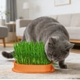thumbnail image 6 of Carrot Shaped Cat Grass Planter No Soil Hydroponic Catnip Growing Kit For Indoor Cats Wheatgrass Planting Pot With Box, 6 of 6