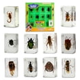 thumbnail image 1 of Set de especímenes de insectos Uncle Milton, kit con 10 insectos reales, 1 of 7