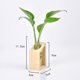thumbnail image 2 of MERRYHAPY Florero Tubo De Vidrio Beige Con Soporte De Madera Para Plantas Hidroponicas Decorativas, 2 of 8