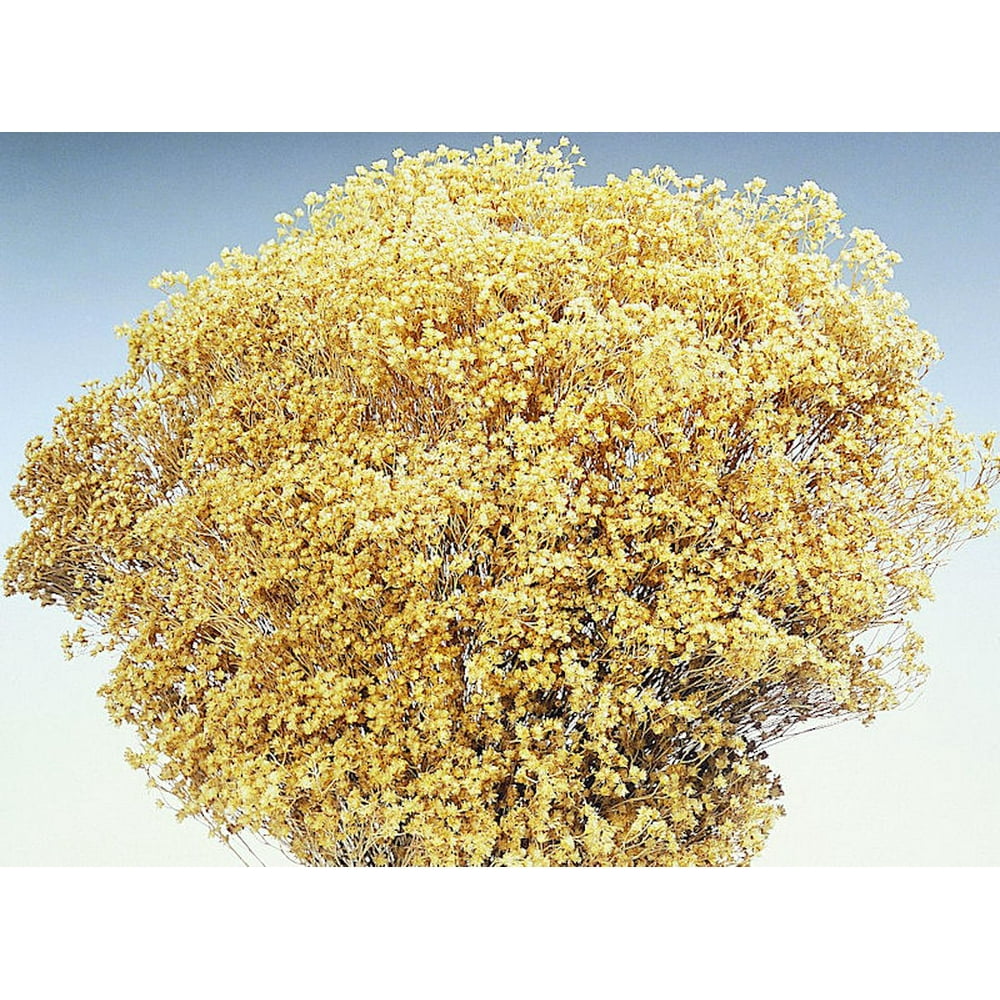 Dried Natural Bloom Broom Flowers Brooms Bloom 45 oz bunch (1 bunch