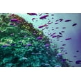 thumbnail image 2 of Fitzharris, Tim 18x13 White Modern Wood Framed Museum Art Print Titled - Coral reef fish-Philippines, 2 of 4