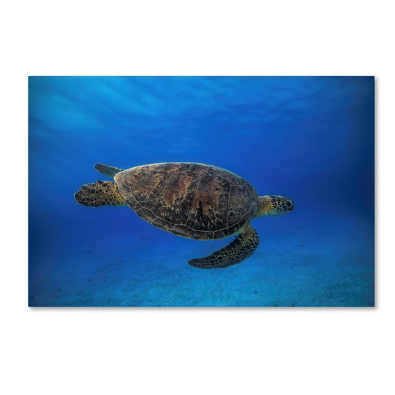 Trademark Fine Art 'Green Turtle In The Blue I' Canvas Art by Barathieu Gabriel