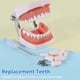 thumbnail image 3 of 32 Piezas Modelo Dental Modelo de Dientes para Typodont Modelo de Dientes Dentales Uso de Dientes ExtraíBles para PráCtica y EnseñAnza, 3 of 5