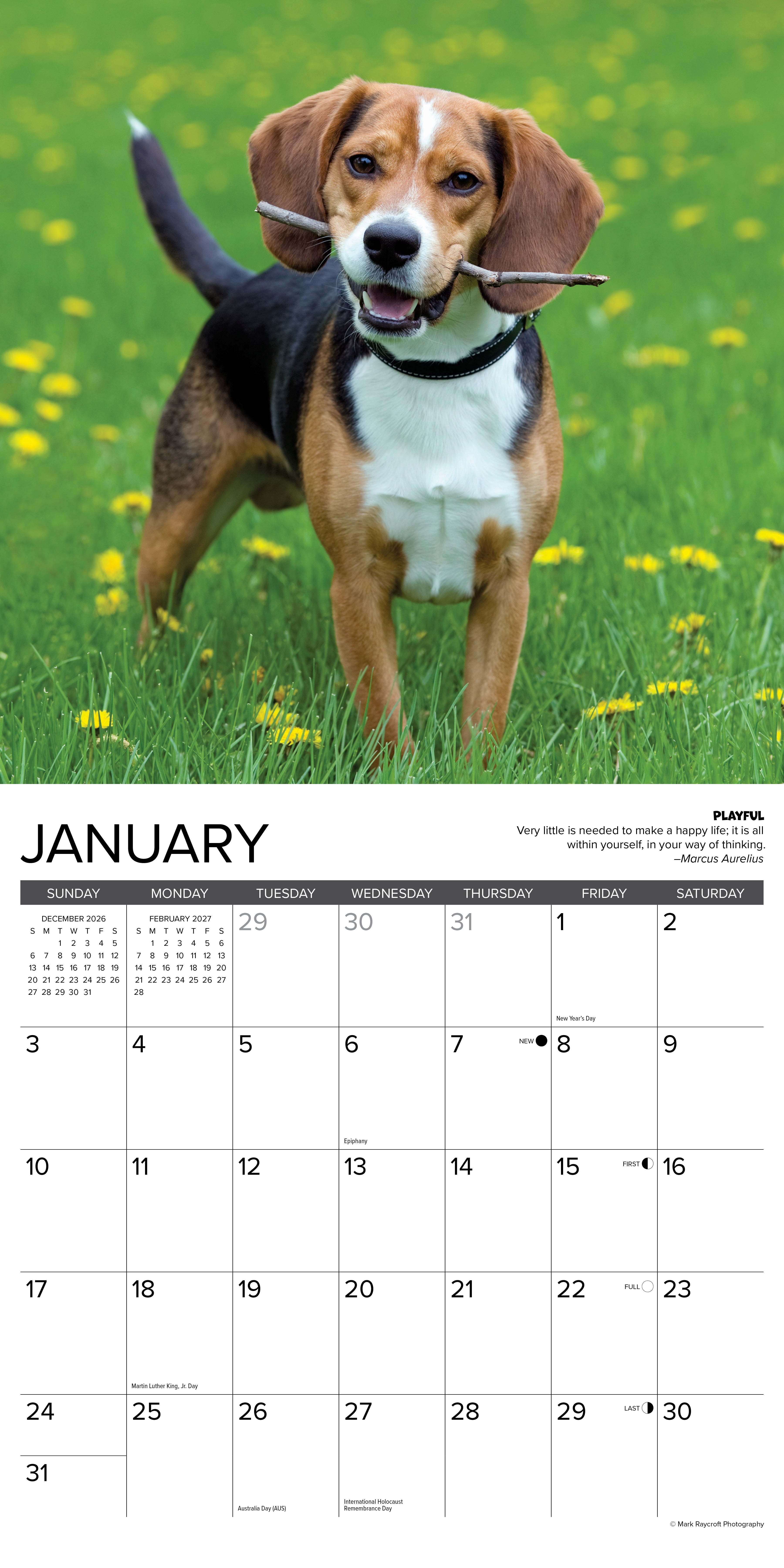 Willow Creek Press, Beagle Rules 2027 Wall Calendar