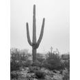 thumbnail image 2 of Jaynes Gallery 25x32 White Modern Wood Framed Museum Art Print Titled - Arizona-Buckeye Black and white of saguaro cactus in fog, 2 of 4