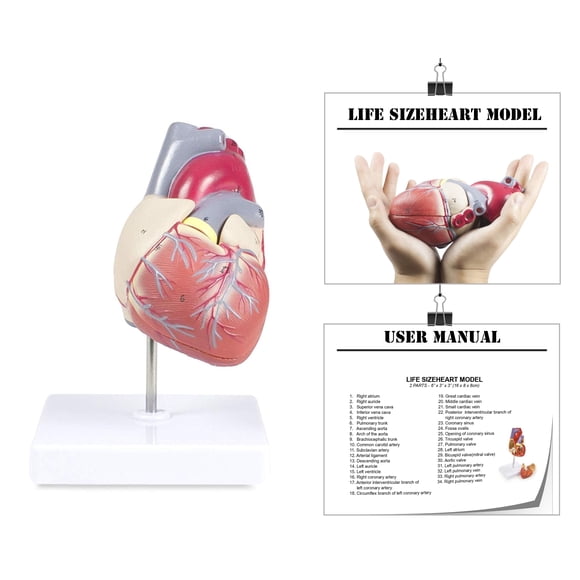 Isaac Technologies IC-B10405 Life-Size Human Heart | 2 Parts | Anterior Wall Detachable to Reveal Ventricles, Atria, Valves, and the Aorta | Labelled Diagram Included
