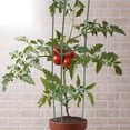thumbnail image 5 of NIAIZEK Vegetable Trellis Garden Tomato Cage Metal Plant Support for Outdoor Indoor Climbing Plants, 5 of 8