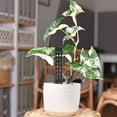 thumbnail image 2 of MRLESS Plastic Moss Pole 2Pcs for Monstera Climbing Plants - Indoor/Outdoor, 2 of 7