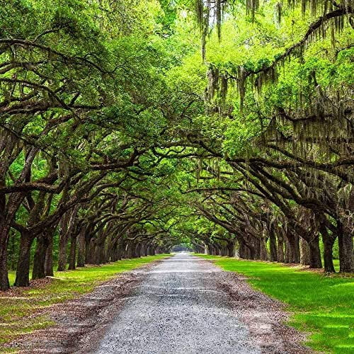 Southern Live Oak Tree  Quercus Virginiana  10 Live Plants  Durable Picturesque Shade Tree  Dark Green Foliage