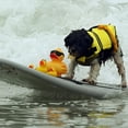 thumbnail image 3 of CNKOO 2pcs Pet Life Jacket  Pet Reflective Swimsuit  With D Ring For Leash  Dogs Bones Patterns Life Jacket  Happy Water Play  4 Colors For Choice ZZZ, 3 of 7
