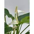 thumbnail image 5 of Florida House Plants Anthurium White Live Plants in 4" Pot, 5 of 9