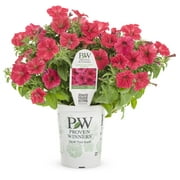 Proven Winners 1.56PT Petunia Sprtna Paradise