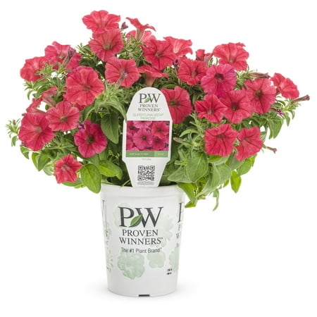 Proven Winners 1.56PT Petunia Sprtna Paradise