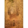 thumbnail image 2 of Apana, Ab 23x32 White Modern Wood Framed Museum Art Print Titled - The Tiger In  The Tunnel, 2 of 4