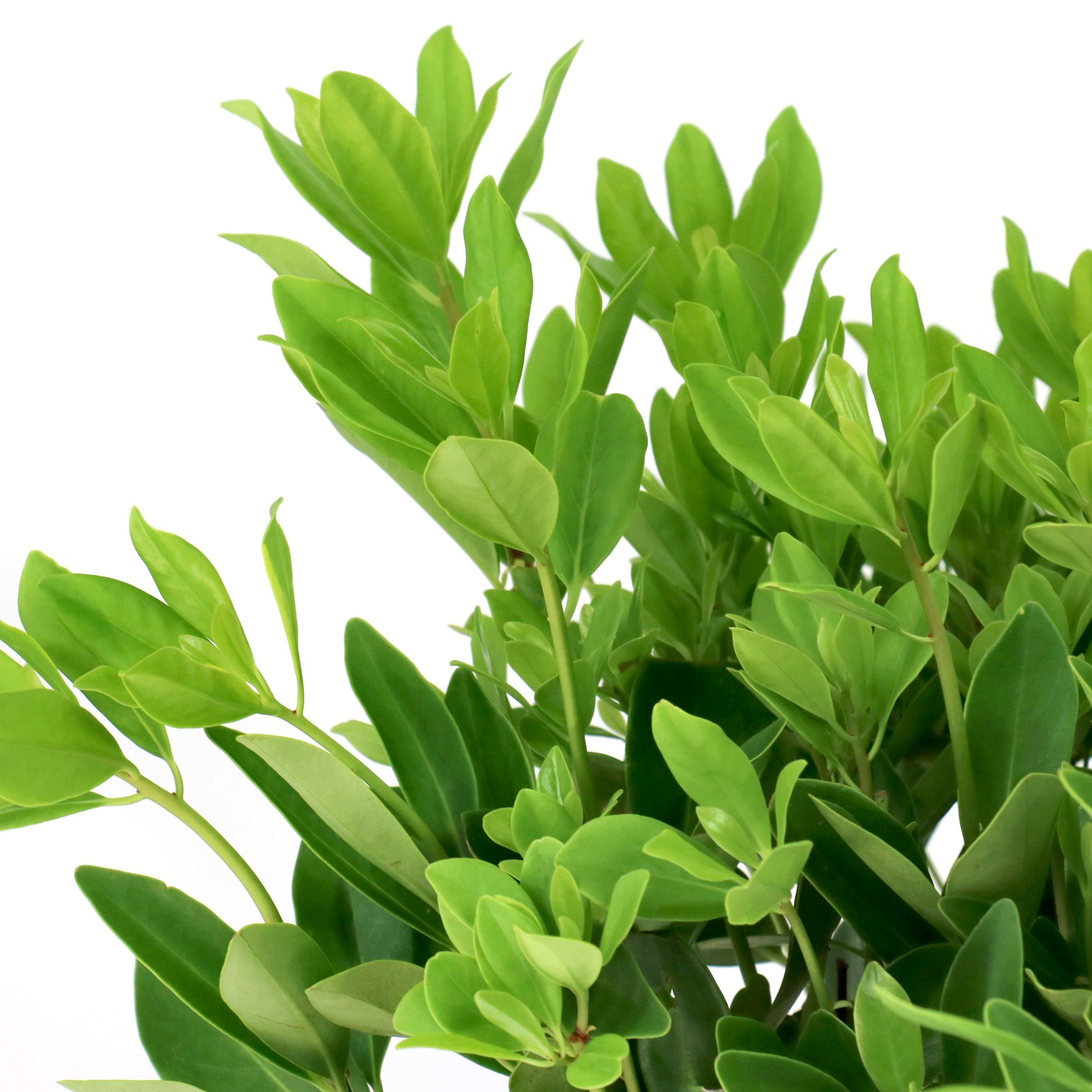 National Plant Network 3 gal. Illicium Parviflorum Forest Green