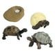 thumbnail image 1 of Juguetes de Tortuga de Ciclo de Vida Strade Fareast Limited Accesorios Educativos para Edades de 3 a 6 Años, 1 of 8