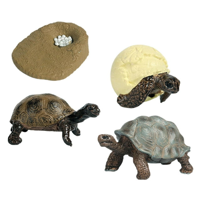 Modelo de Ciclo de Vida de Tortuga, Proyecto de Ciencia de Aprendizaje, Herramientas de Enseñanza, Regalos de Cumpleaños, Modelo de Biología, Preescol