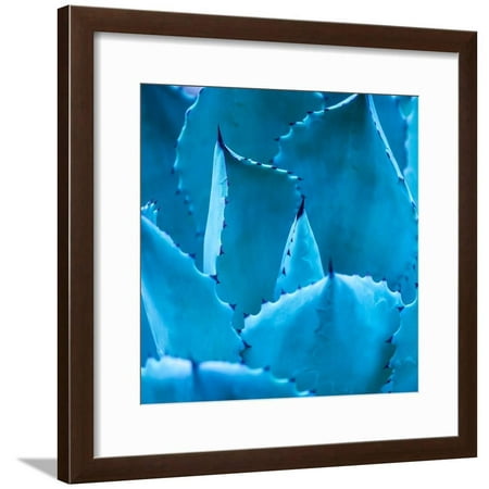Sharp Pointed Agave Plant Leaves Framed Print Wall Art By