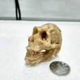 thumbnail image 2 of Simulate Resin Skull Landscape Ornament for Reptile Cave Aquarium Terrarium Decoration Skull skull, 2 of 8