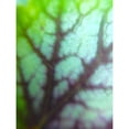 thumbnail image 3 of Grayscale 15x18 Black Modern Framed Museum Art Print Titled - Green Leaf VIII, 3 of 5