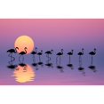 thumbnail image 3 of Hamiti, Bess 14x10 Black Modern Framed Museum Art Print Titled - Family Flamingos, 3 of 5