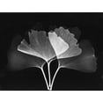 thumbnail image 2 of Koetsier, Albert 32x25 White Modern Wood Framed Museum Art Print Titled - Ginkgo Leaves Close Up on Black 2, 2 of 4
