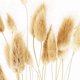 thumbnail image 4 of 100 Piezas Flores Secas de Color Crudo Natural Ramo de Flores Reales, 4 of 6