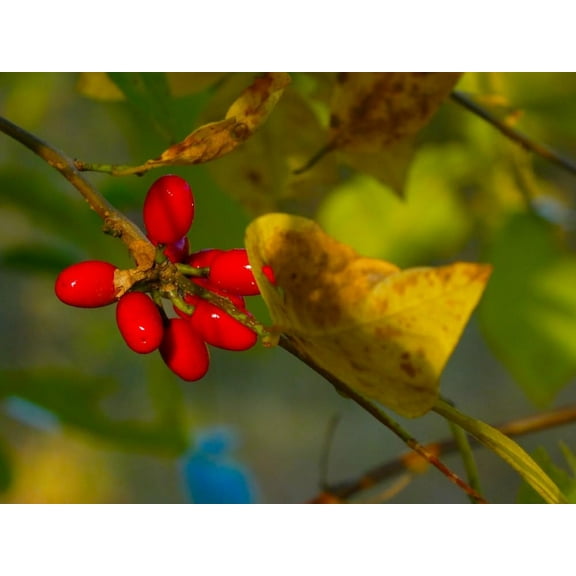 Spice Bush Seedlings for Planting - Lindera Benzoin (3 Seedlings)