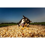 N-Bone Quado Interactive Dog Bones for Dental Health, Long Lasting dog chew bones for Large dog, Breath Freshening Treats, Barbecue Flavor, 7oz
