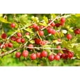 thumbnail image 2 of Red Gosseberry Bush Seedling for Growing - 1 Year Well Rooted Plants - Ready to Plant - Hinnomaki Gooseberry (1 Seedlings), 2 of 5