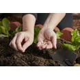 thumbnail image 4 of American Countryside 1CF Compost and Manure, 4 of 9