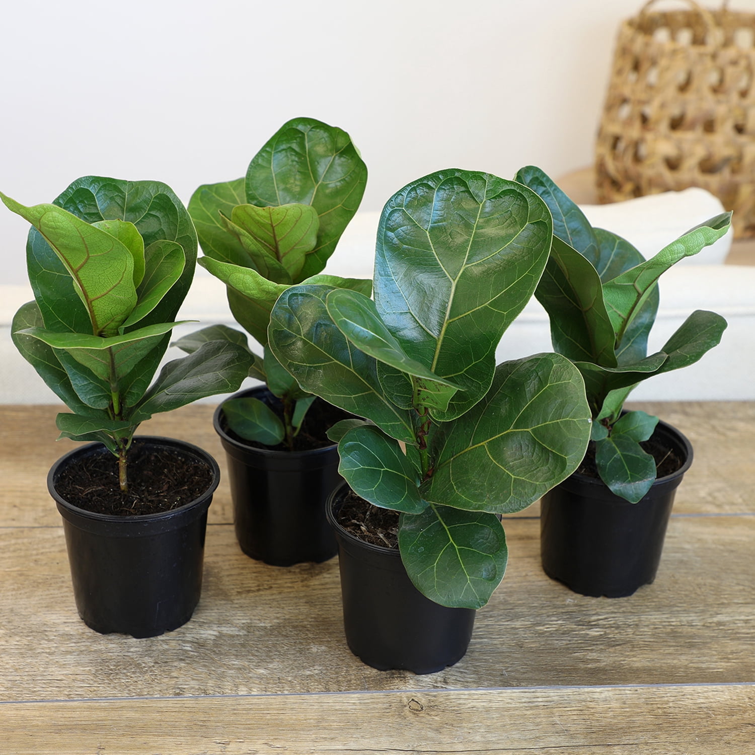 ELEMENT BY ALTMAN PLANTS 4 PACK OF 4.25" Ficus Lyrata Fiddle Leaf Fig Plant, House Plants Indoors Live Ficus Tree Live Plant, Fig Trees Live Plants Indoor Live Houseplants Fig Plants Live Planter Pot