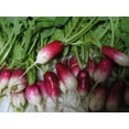 thumbnail image 3 of 750 FRENCH BREAKFAST RADISH Raphanus Sativus Vegetable Seeds, 3 of 4