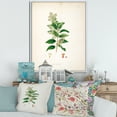 thumbnail image 2 of Designart 'Ancient Botanicals XVII' Farmhouse Framed Canvas Wall Art Print, 2 of 5