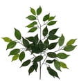 thumbnail image 1 of Set of 12 Ficus Branch Faux Plants And Trees, 1 of 1