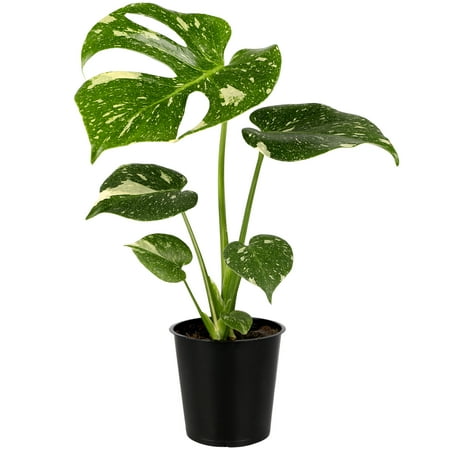 Wild Interiors Thai Constellation Green and Cream Monstera Live Plants in 5” Grower Pot House Plant Bright Indirect Light