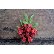 100+ Roselle Seeds (Hibiscus sabdariffa) – Florida Cranberry, Jamaican Sorrel, October Hibiscus – Heirloom Red Sorrel for Herbal Tea, Jams & Garden Planting