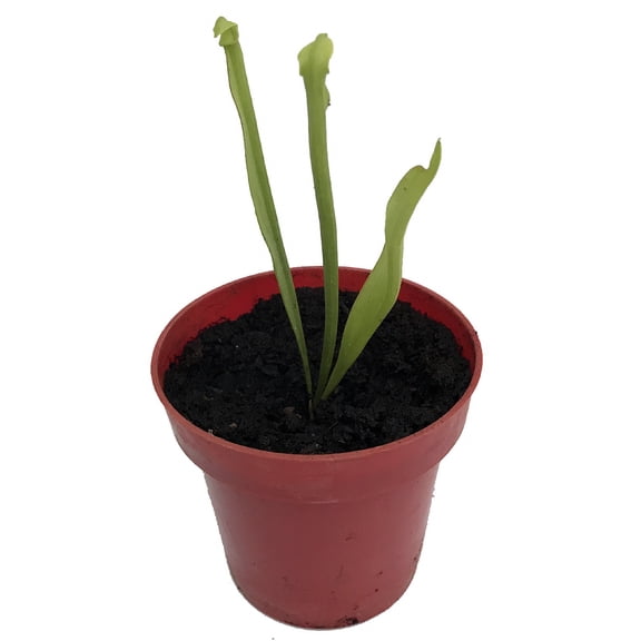 Sweet Pitcher Plant - Sarracenia rubra - Carnivorous - 3" Pot