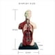 thumbnail image 5 of Modelo de Cuerpo Humano con 7 Modelos de Órganos Extraíbles, Modelo Educativo de Anatomía de Órganos para el Aprendizaje de Ciencias Biológicas, 5 of 5