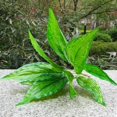 thumbnail image 5 of 1 Manojo de Magnolia Hoja Follaje Planta Artificial Seda Decoación Hogar Casa Oficina Macarena  Planta artificial, 5 of 5