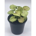 thumbnail image 3 of Syngonium, Cream, Podophyllum, 4 inch, Arrowhead Vine, philodendron, Goosefoot, nephthytis Evergreen, 3 of 9
