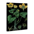 thumbnail image 2 of Stupell Industries French Country Marsh Marigold Illustration Study Canvas Art, 24 x 30, by Vintage Hustle, 2 of 8