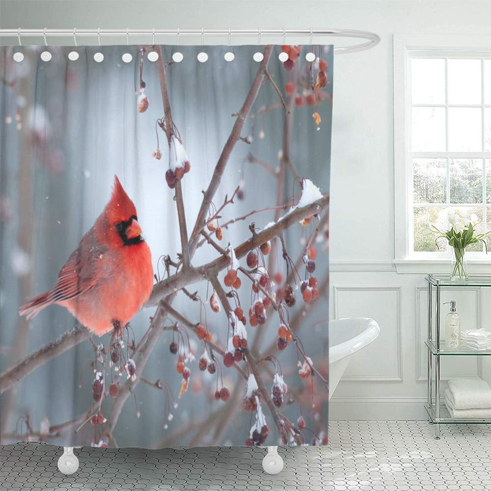 PKNMT Northern Cardinal Perched on Branch During Light Winter Snow