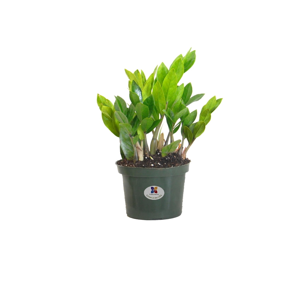 United Nursery Zamioculcas Zamiifolia ZZ Plant Live Indoor