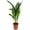 1 Plant, variant on Cast Iron Plant - Live Plant in a 6 Inch Pot - Aspidistra Elatior - Beautiful Florist Quality Indoor or Outdoor Plant