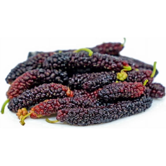 Pakistan Long Mulberry Tree - Live PLant - Long Mulberry Tree