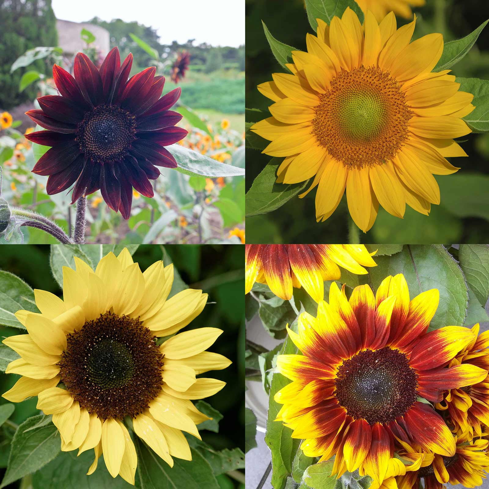 Sunflower Flower Garden Seeds Pro Cut Series F1 Mix 500 Seeds
