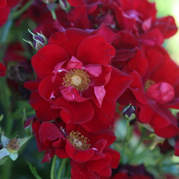 Heirloom Roses Keep In Touch Floribunda Rose Bush
